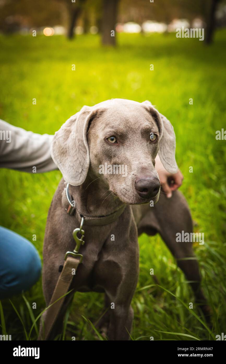 Weimaraner-Hund an der Leine mit dem Besitzer. Schnitt, der die Frau nicht wiedererkennt. Park mit Fußweg, grünem Rasen und hellem Licht. Stockfoto
