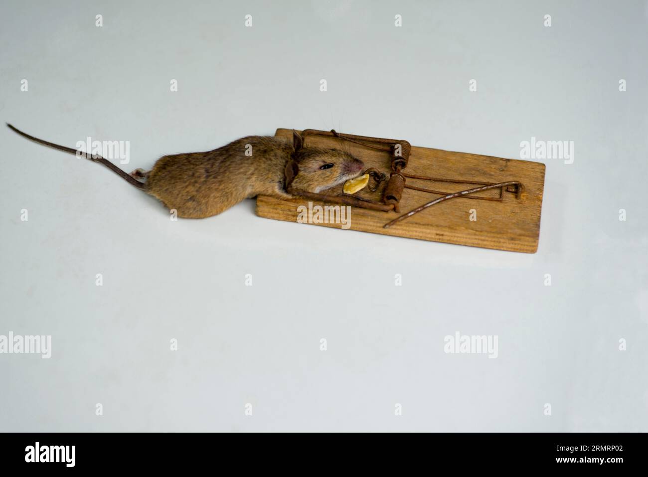 Eine Maus, gefangen in der Mausefalle Stockfoto