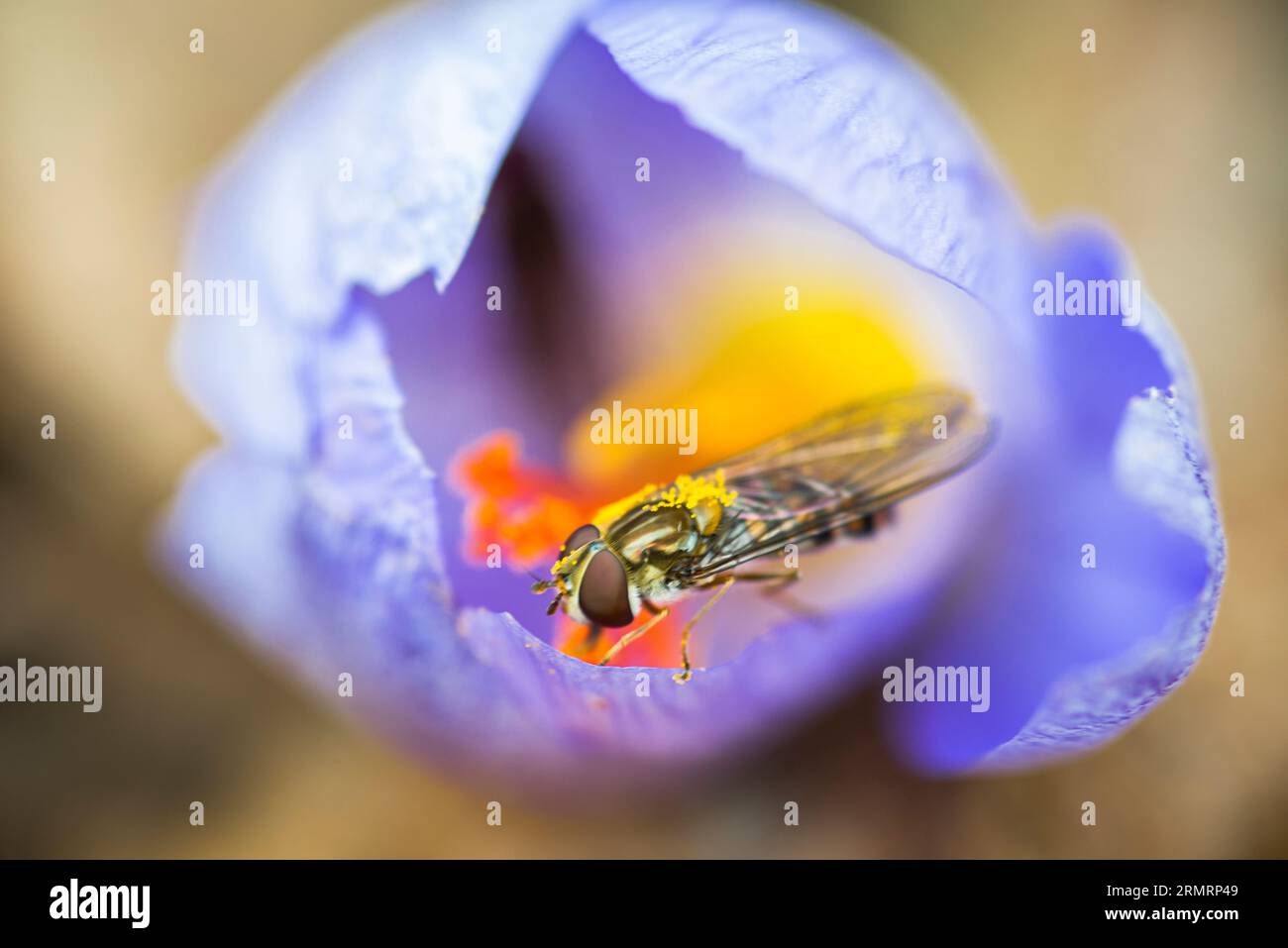 Eine Fliege, die die Krokusblüte bestäubt, aus der der Safran hergestellt wird Stockfoto