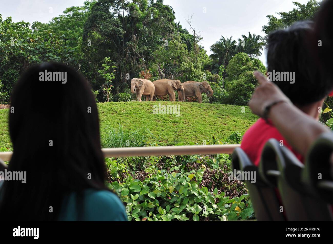 (140730) -- SINGAPUR, 30. Juli 2014 (Xinhua) -- Touristen sehen das Tier von der Kreuzfahrt auf der Singapore River Safari am 30. Juli 2014. Die Flussfahrt auf Singapurs River Safari wird am 1. August für die Öffentlichkeit geöffnet. (Xinhua/Then Chih Wey)(zhf) SINGAPORE-TRAVEL-RIVER SAFARI PUBLICATIONxNOTxINxCHN Singapur Juli 30 2014 XINHUA Touristen Sehen Sie das Tier von der Kreuzfahrt AUF Singapore S River Safari AM Juli 30 2014 die Flussfahrt von Singapore S River Safari wird AM 1. August für die Öffentlichkeit geöffnet XINHUA dann Chih Wey Singapore Travel River Safari PUBLICATIONxNOTxINxCHN Stockfoto