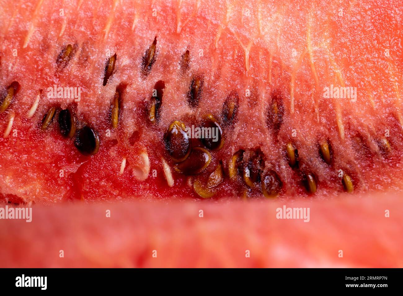 Ein Stückchen reifer roter Wassermelone mit Samen, Wintersorten roter Wassermelone mit großen und harten Samen, aufgeteilt in Teile Stockfoto