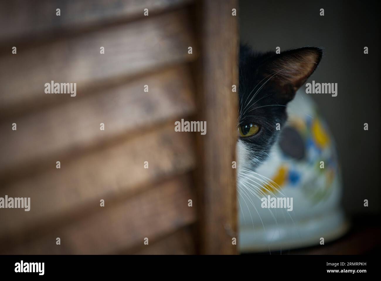 Eine schwarze Katze, die verdächtig aus ihrem Versteck schaut Stockfoto