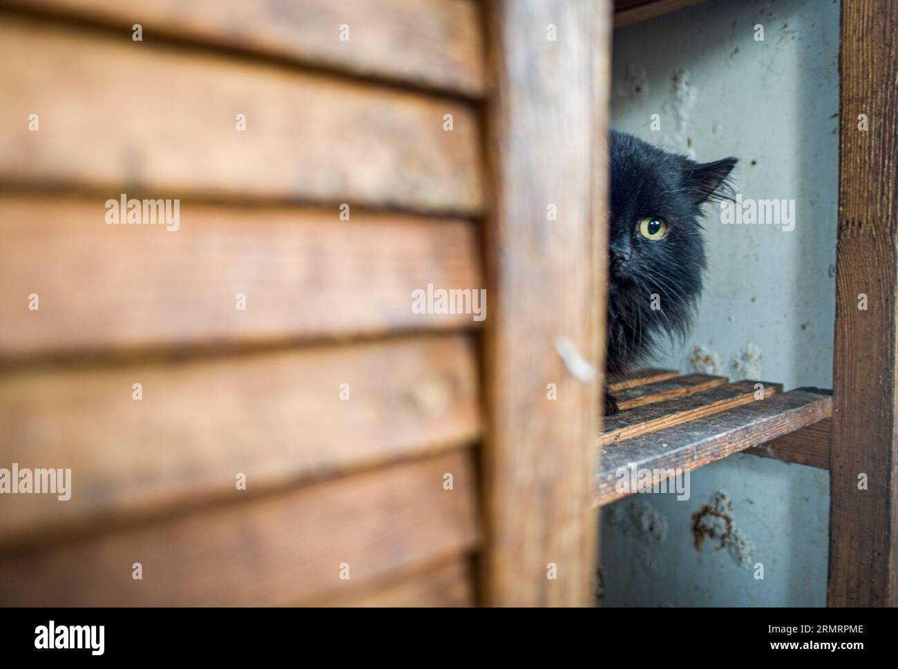 Eine schwarze Katze, die verdächtig aus ihrem Versteck schaut Stockfoto