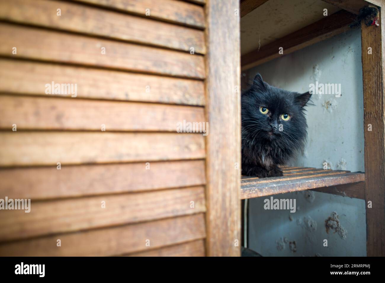 Eine schwarze Katze, die verdächtig aus ihrem Versteck schaut Stockfoto