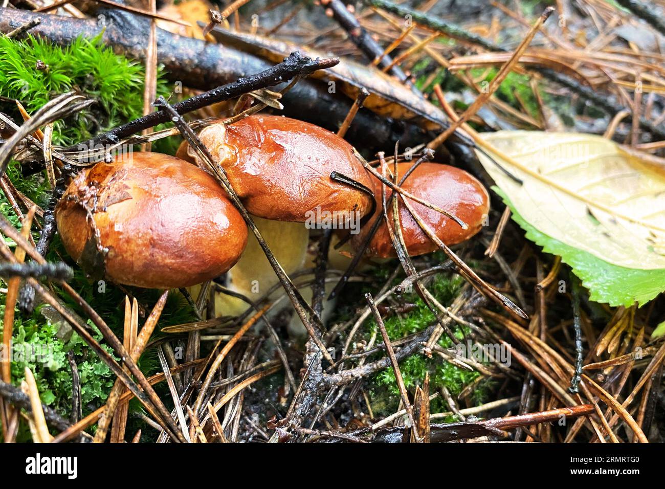 Köstliche braune Pilze. Ernte von Waldpilzen an einem warmen, sonnigen Tag. Die Natur des Herbstwaldes. Stockfoto