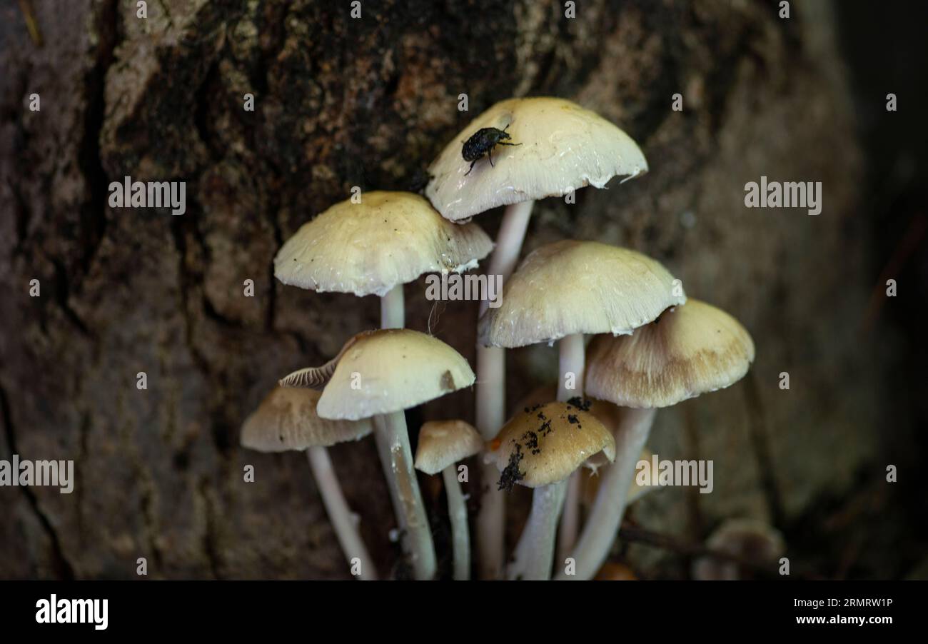 Ein Haufen Herbstpilze und eine Fliege auf einen davon Stockfoto
