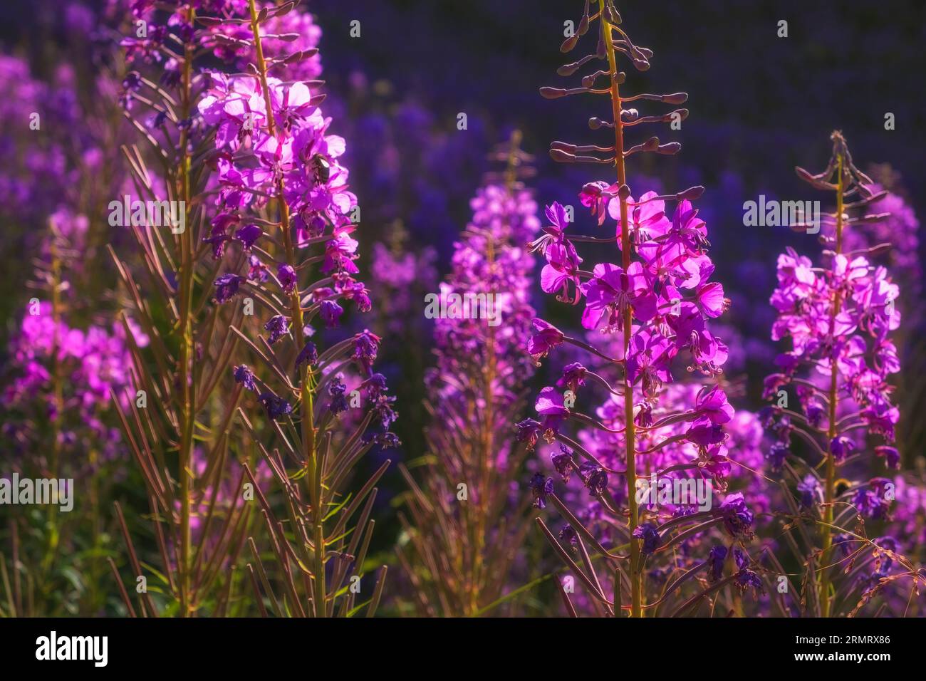 Wunderschöne Blumen Ivan Chai oder Kiprey fireweed in den Bergen bei Sonnenuntergang. Gorelnik-Schlucht in Zailiysky Alatau Almaty Kasachstan Nahaufnahme Stockfoto