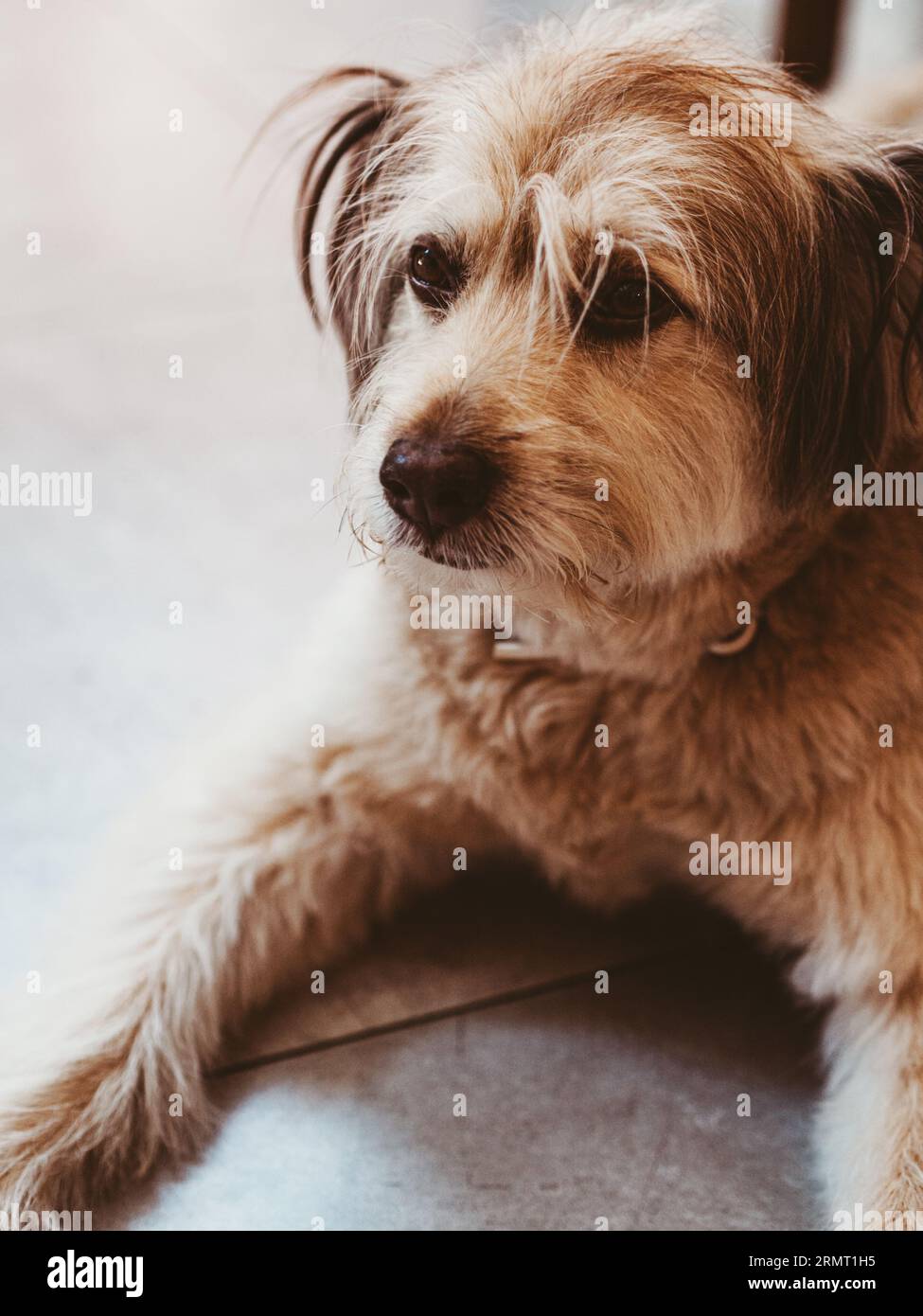 Porträt eines traurigen Hundes, der auf dem Boden auf Vorderpfoten liegt und darauf wartet, dass die Leute nach Hause kommen. Lebensweise von Haustieren Stockfoto