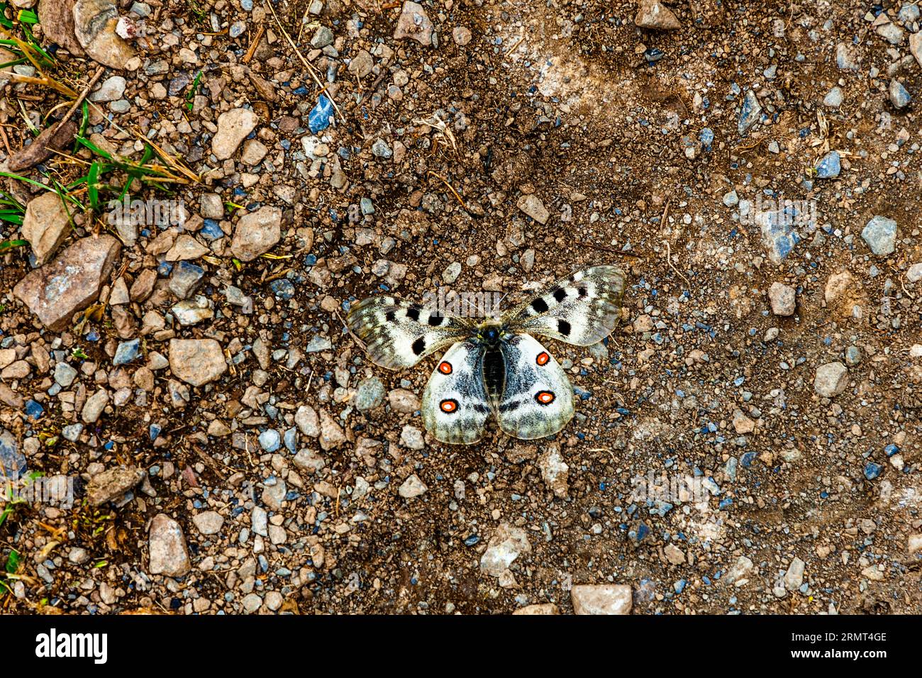 Der RotApollo oder Apollo-Schmetterling (Parnassius apollo) ist ein stark gefährdeter und streng geschützter Schmetterling aus der Familie der Ritter-Schmetterlinge (Papilionidae) in Georgien Stockfoto