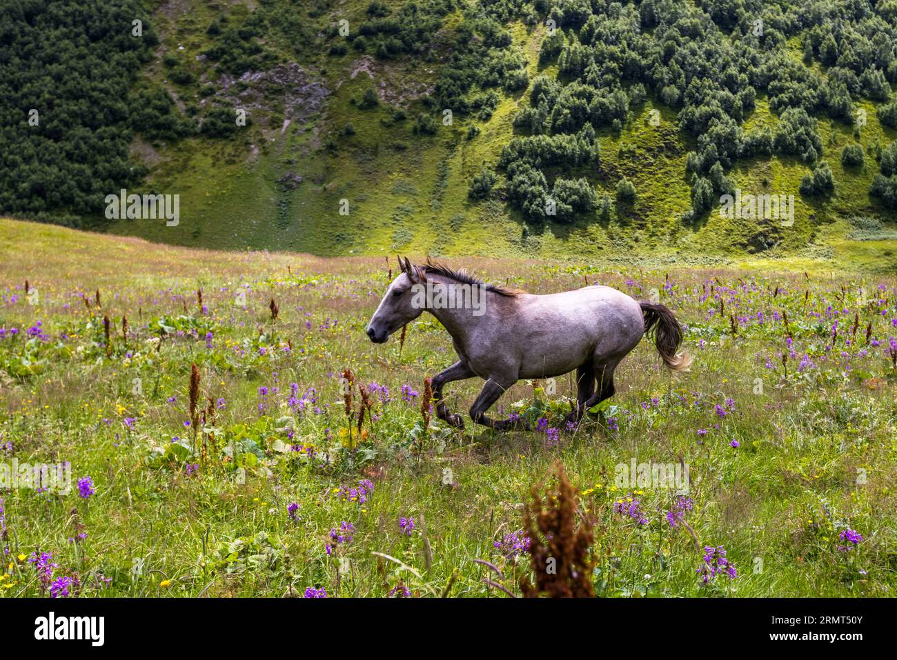 Ein hellgraues Pferd ohne Halfter galoppiert über eine blühende Bergwiese westlich von Chontio in der Munizipalität Akhmeta, Region Kachetien, Georgien. Seine Mähne, sein Schweif und seine Beine sind dunkel. Lila und gelbe Blumen blühen auf der Wiese zwischen rötlich-braunen Ampferstängeln. Ein Hang mit Buschgruppen und felsigen Stellen erhebt sich im Hintergrund. Der Pfad von Girevi zum Atsunta-Pass folgt dem Kvakhidistskali-Tal und führt durch das verlassene Dorf Chontio. Chontio (georgisch ჭონთიო) liegt auf einer Höhe von etwa 2.200 Metern im Tuscheti-Nationalpark. Die halbnomadischen Tuscheti leben in der mou Stockfoto