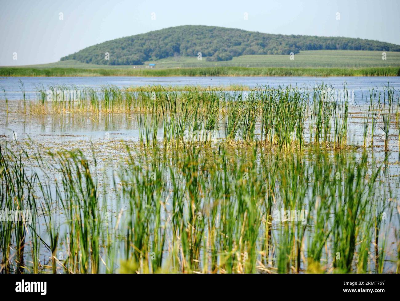 Das Foto vom 20. August 2014 zeigt die Landschaft des National Fujin Wetland Park in Fujin, der nordöstlichen chinesischen Provinz Heilongjiang. Mehr als die Hälfte des National Fujin Wetland Park basiert auf Feuchtgebieten, die aus künstlich bewirtschafteten Ackerflächen gewonnen wurden, die das Ökosystem der Region eine Zeit lang verwüsteten. Fast 600 Tier- und Pflanzenarten leben heute im Feuchtgebietspark. (lmm) CHINA-HEILONGJIANG-FUJIN-ENVIRONMENT-WETLAND (CN) WangxJianwei PUBLICATIONxNOTxINxCHN Foto aufgenommen AM 20. August 2014 zeigt die Landschaft des National Fujin Wetland Park in Fujin Nordostchina S Heilongjiang Provinz mehr Stockfoto