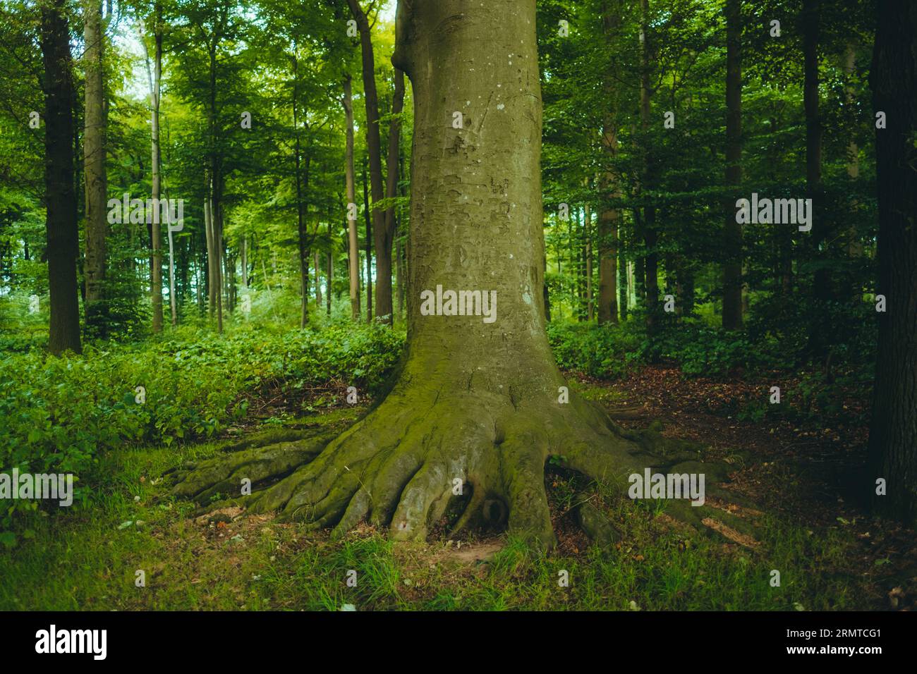 Ein großer massiver Baum mit kräftigen Wurzeln in einem dichten Wald in Europa, Deutschland. Stockfoto