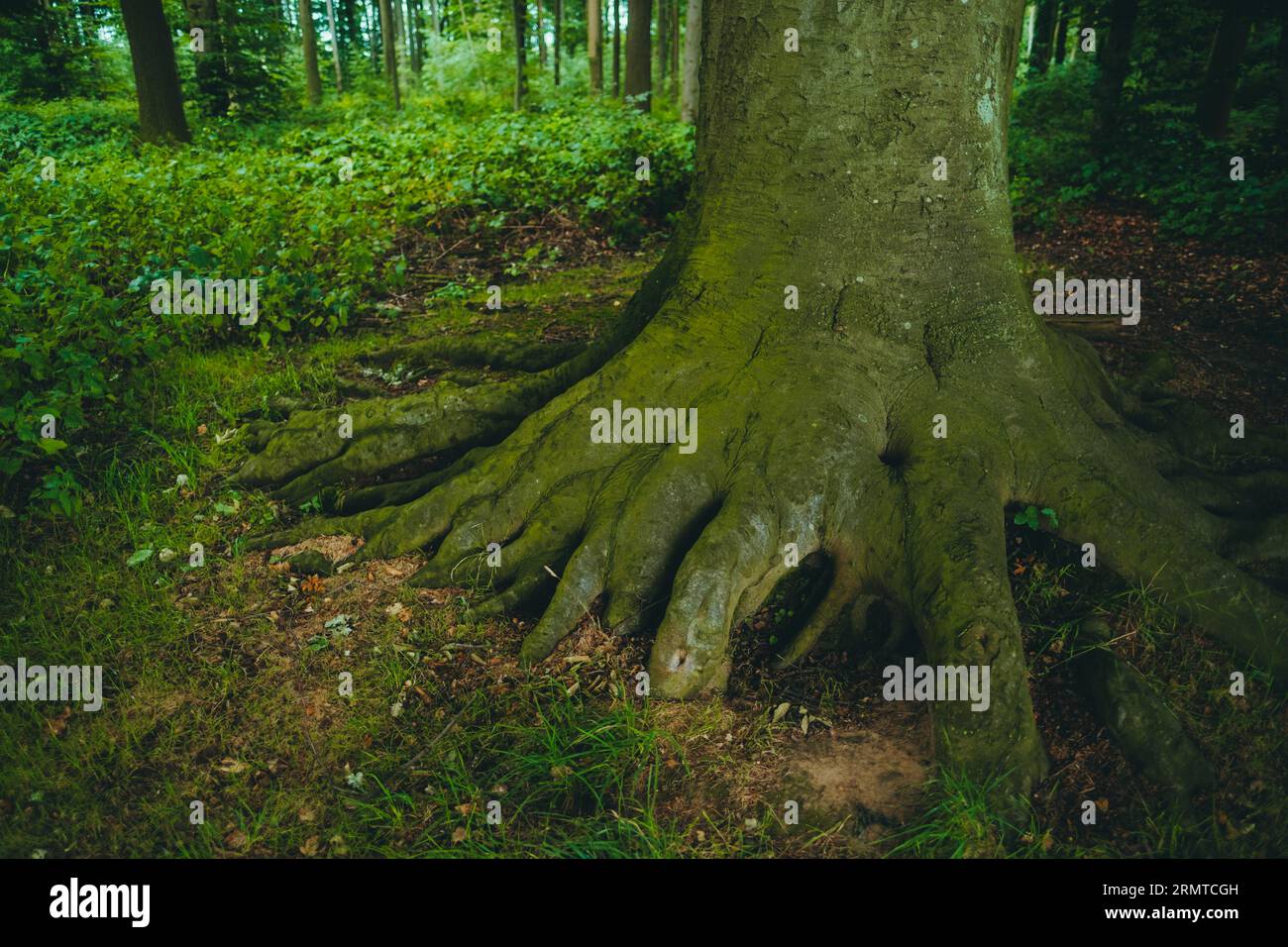 Ein großer massiver Baum mit kräftigen Wurzeln in einem dichten Wald in Europa, Deutschland. Stockfoto