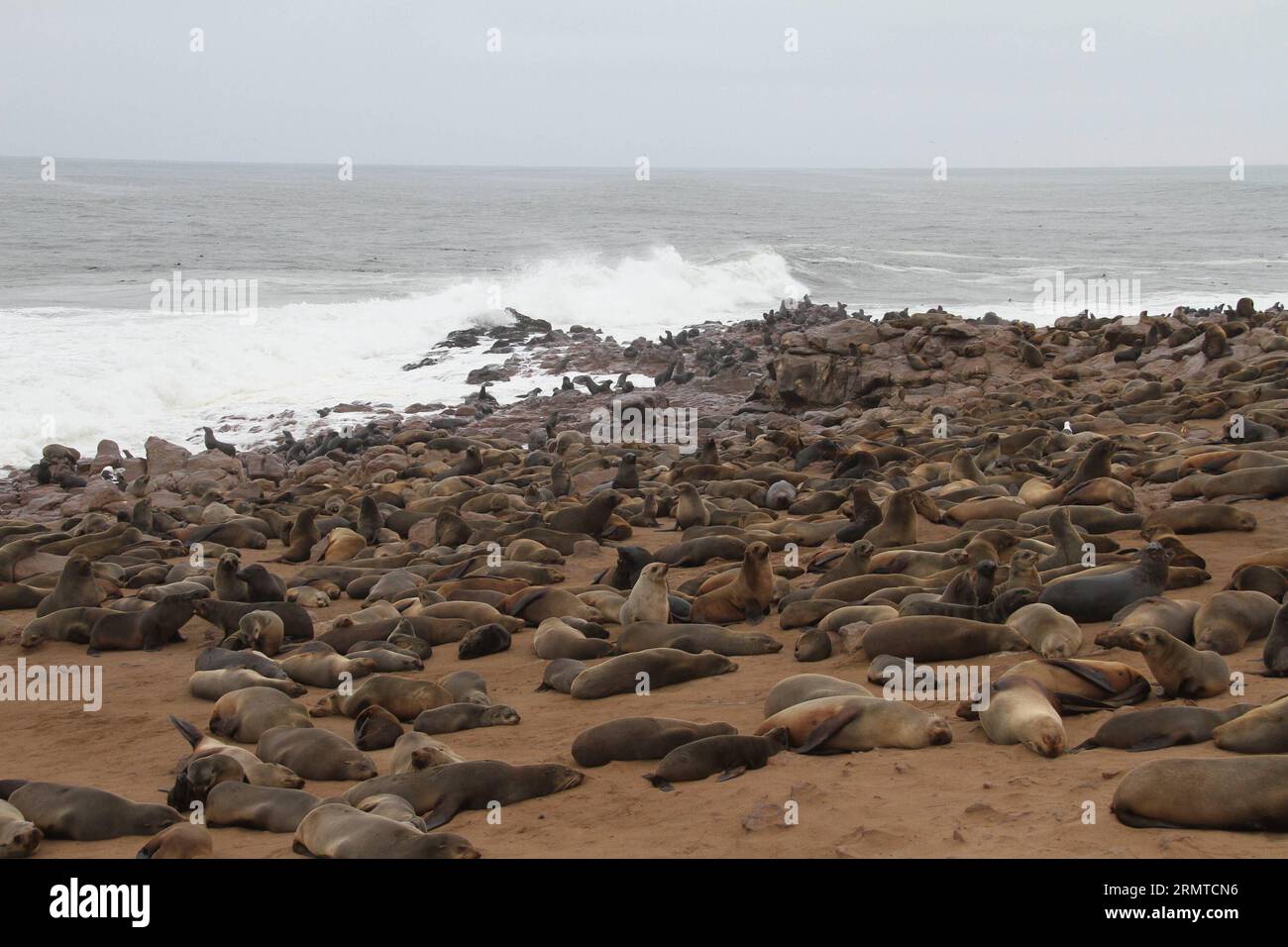 Das Foto vom 24. August 2014 zeigt das Cape Cross Seal Reserve von Namibia. Cape Cross liegt an der Westküste Namibias und ist mit Zehntausenden von kappelzrobben zu einer der größten Robbenkolonien der Welt geworden, die eine große Anzahl von Touristen und Fotografen aus der ganzen Welt anzieht. ) Das AM 24. August 2014 aufgenommene Foto zeigt das Cape Cross Seal Reserve Namibias an der WESTKÜSTE Namibias Cape Cross ist zu einer der größten Robbenkolonien der Welt geworden, mit Zehntausenden von Kaps für Robben, die L anlocken Stockfoto