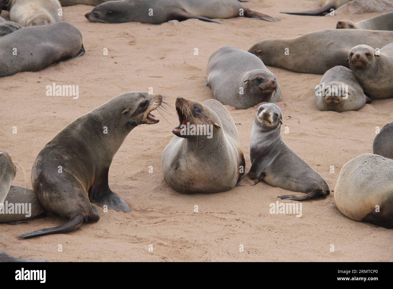Das Foto vom 24. August 2014 zeigt das Cape Cross Seal Reserve von Namibia. Cape Cross liegt an der Westküste Namibias und ist mit Zehntausenden von kappelzrobben zu einer der größten Robbenkolonien der Welt geworden, die eine große Anzahl von Touristen und Fotografen aus der ganzen Welt anzieht. ) Das AM 24. August 2014 aufgenommene Foto zeigt das Cape Cross Seal Reserve Namibias an der WESTKÜSTE Namibias Cape Cross ist zu einer der größten Robbenkolonien der Welt geworden, mit Zehntausenden von Kaps für Robben, die L anlocken Stockfoto
