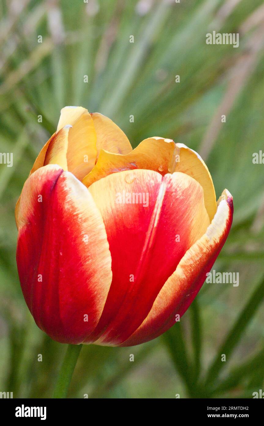 Orange Gelb Rot Tulpe Stockfoto