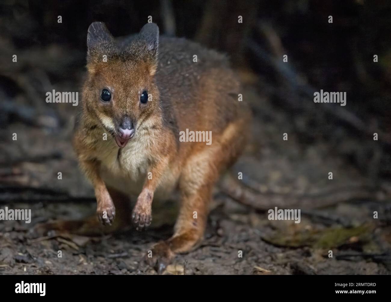 Ein einzelnes weibliches Musky-Rattenkänguru sitzt auf einem Baumstamm auf dem tropischen Waldboden und sucht eifrig nach Nahrung. Stockfoto