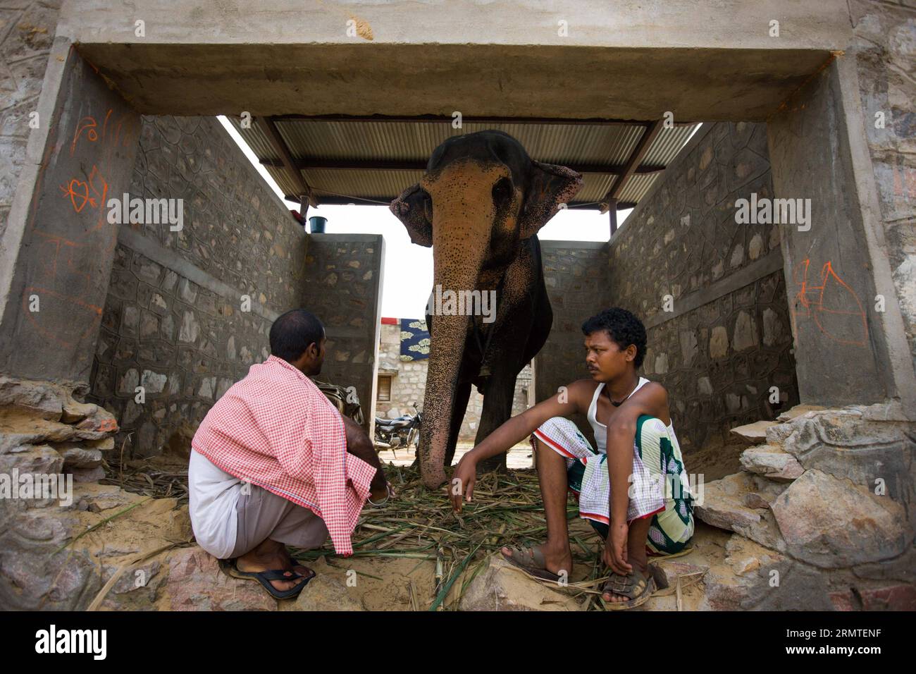 (140901) -- JAIPUR, -- Menschen ruhen sich in einem Elefantenheim im Elefantendorf in der Nähe von Jaipur, Rajasthan von Indien, 31. August 2014. Elefanten gelten in Indien als heilige Tiere, da sie seit der Antike als Transportmittel weit verbreitet sind. Ganesh Chaturthi Festival wird in Indien als Geburtstag des elefantenköpfigen Hindugott Ganesha gefeiert, der von Hindus weithin als Gott der Weisheit, des Wohlstands und des Glücks verehrt wird. Heutzutage werden Elefanten in Indien hauptsächlich für touristische Anziehungspunkte verwendet. ) INDIEN-JAIPUR-ELEFANTEN ZhengxHuansong PUBLICATIONxNOTxINxCHN Jaipur Prominente Re Stockfoto