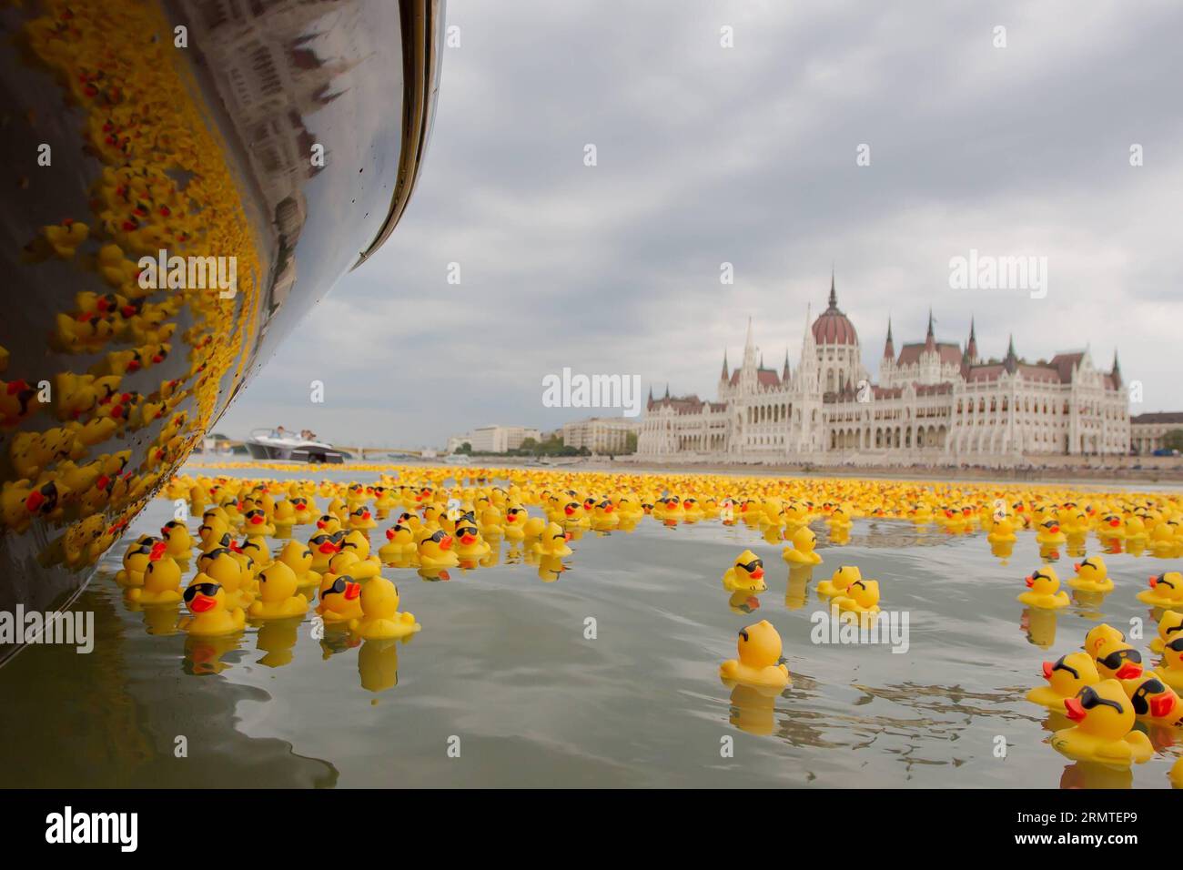 (140901) -- BUDAPEST, -- Tausende von Gummienten schweben am 31. August 2014 vor dem Parlamentsgebäude auf der Donau während eines Benefizrennens in Budapest, Ungarn. Fast 52.000 Gummienten wurden in die Donau geworfen. ) UNGARN-BUDAPEST-GUMMI-ENTENRENNEN AttilaxVolgyi PUBLICATIONxNOTxINxCHN Budapest Tausende von Gummi-Enten schwimmen die Donau vor dem Parlamentsgebäude während eines Gummi-Entenrennen für wohltätige Zwecke in Budapest Ungarn AM 31 2014. August wurden 52 000 Gummi-Enten in die Donau geworfen Ungarn Budapest Gummi-Entenrennen ATTILAxVOLGYI PUBL Stockfoto