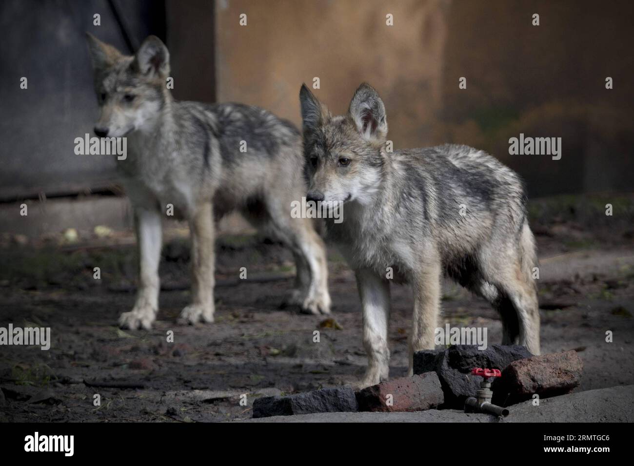 Zwei mexikanische Grauwolfsnachfahren, die erstmals mit Hilfe der künstlichen Besamung im San Juan de Aragon Zoo in Mexiko-Stadt geboren wurden, werden am 3. September 2014 im Chapultepec Zoo in Mexiko-Stadt, der Hauptstadt Mexikos, gesehen. Alejandro Ayala) MEXIKO-MEXIKO-STADT-UMWELT-MEXIKANISCHE GRAUE WOLF-KÜNSTLICHE BESAMUNG e AlejandroxAyala PUBLICATIONxNOTxINxCHN zwei MEXIKANISCHE GRAUE WOLF-Nachkommen, die AM 3. September 2014 mit Hilfe der KÜNSTLICHEN Besamung im San Juan de Aragon Zoo in Mexiko-STADT Alejandro geboren wurden, sind Seen im Chapultepec Zoo in Mexiko-STADT-Hauptstadt von Mexiko Ayala Stockfoto