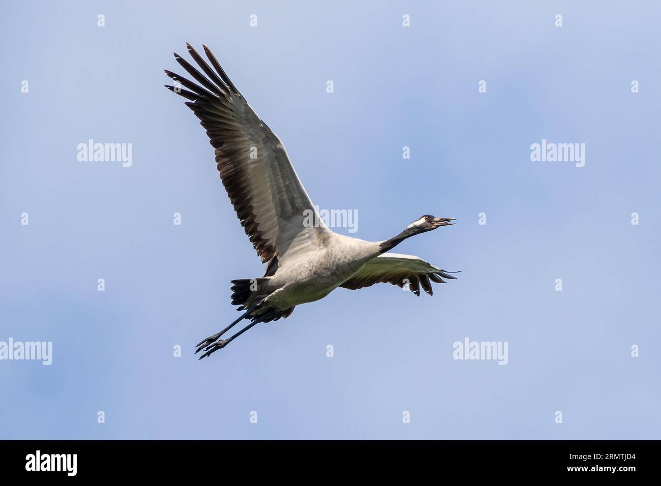 Gewöhnlicher Kranich - Grus Grus - Erwachsener im Flug gegen einen blauen Himmel. Lakenheath Fen RSPB, Suffolk, Mai 2023 Stockfoto