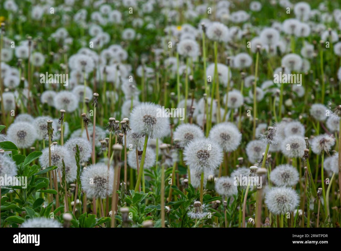 Löwenzahnfeld. Eine Menge Löwenzahn. Löwenzahn-Lichtung saftig-grüne Sommerhelligkeit. MakroLöwenzahn. Löwenzahn schließen. Sommerlöwenzahn. Stockfoto