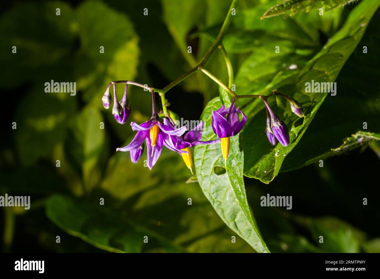 Bittersüßer Nachtschatten, Solanum dulcamara, Blumen und Knospen mit Blättern aus nächster Nähe. Stockfoto