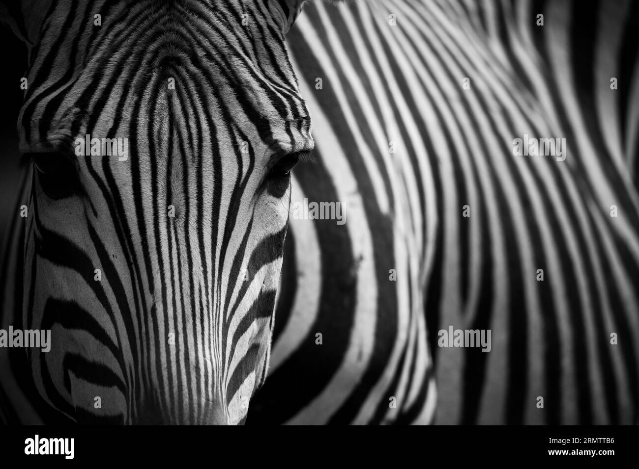 Nahaufnahme eines majestätischen Zebras, das in seinem natürlichen Lebensraum steht. Schwarzweißfotografie. Stockfoto