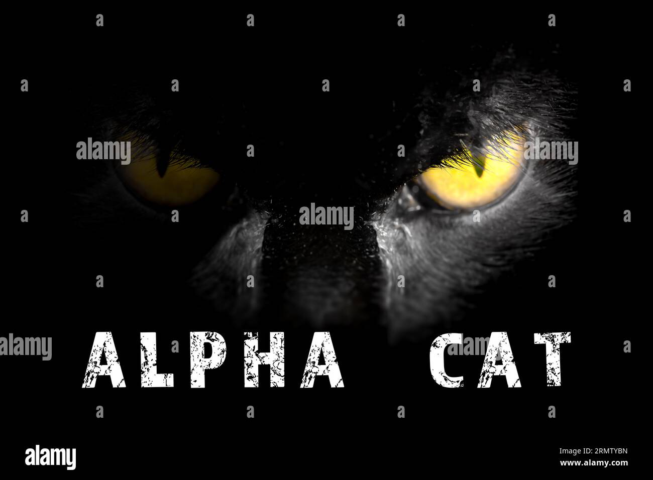 Alpha Cat-Schriftzug mit durchdringendem Blick von einem Tier in der Dunkelheit mit einem Auge im Licht. Jagdtier Nahaufnahme auf schwarzem Hintergrund Stockfoto