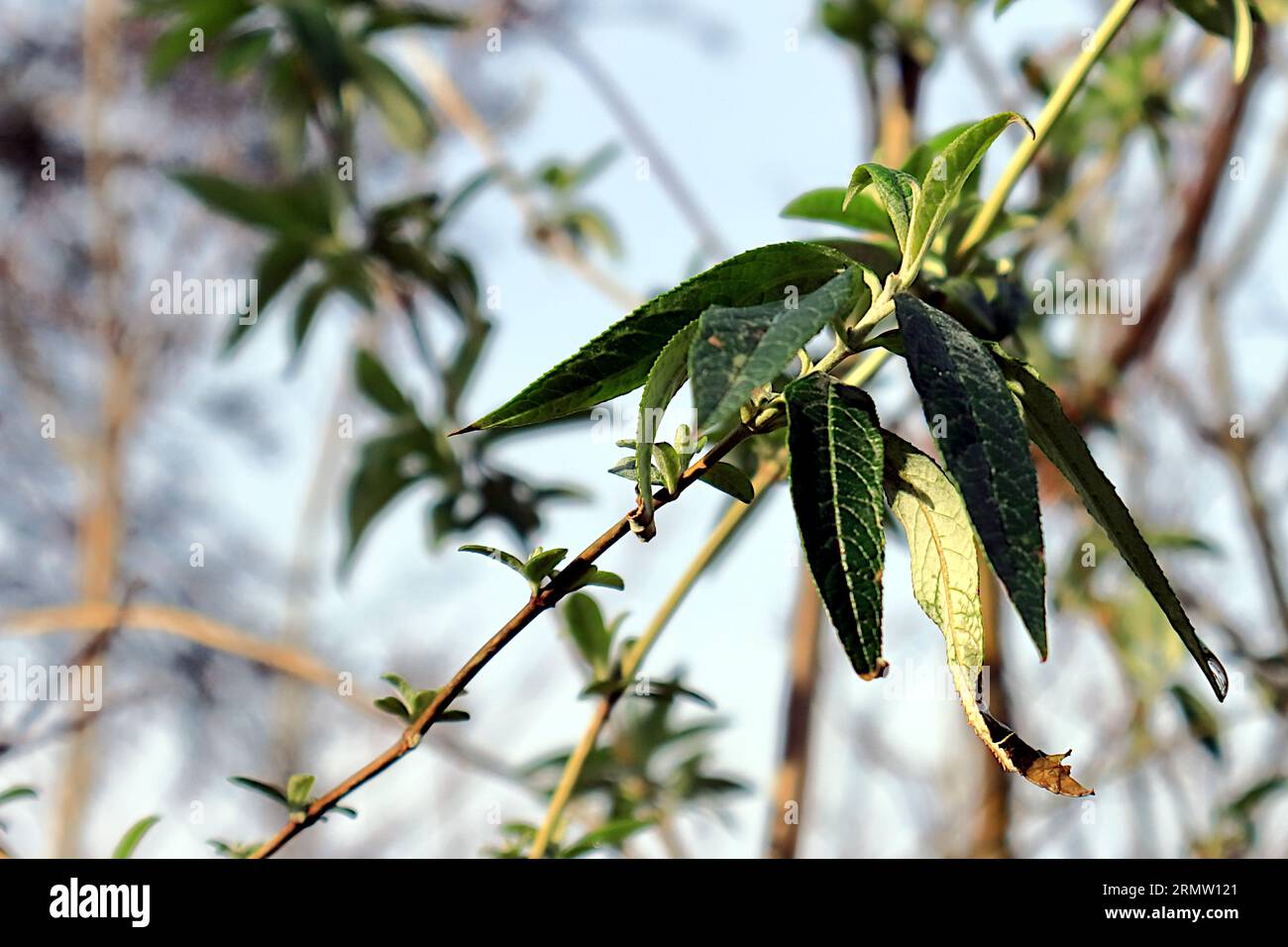 Wilde fliederige Winterblätter. Nahaufnahme von grünen Blättern mit verschwommenem Hintergrund. Stockfoto