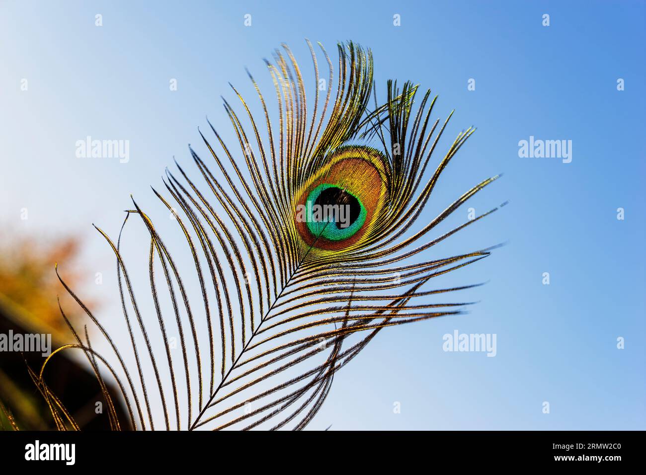 Peacock Feather Eye vor Blue Sky Hintergrund. Stockfoto