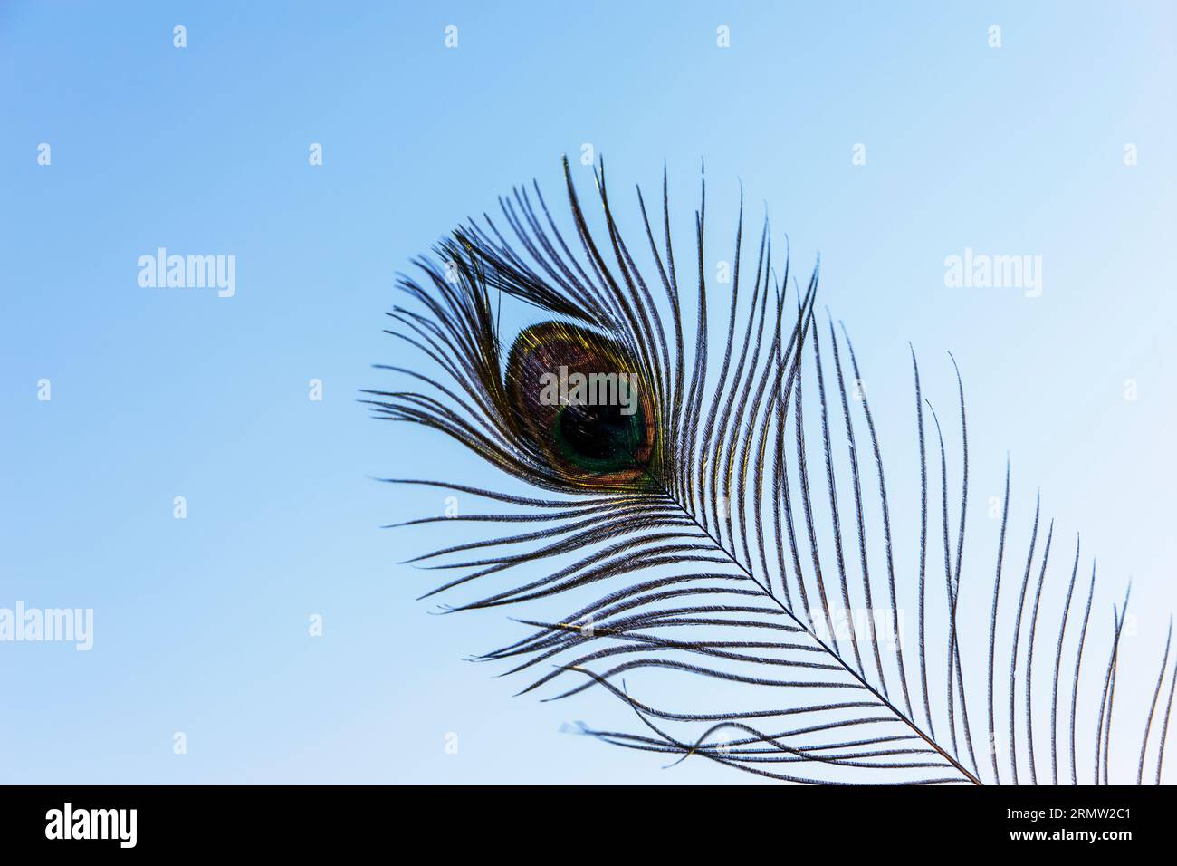 Peacock Feather Eye vor Blue Sky Hintergrund. Stockfoto