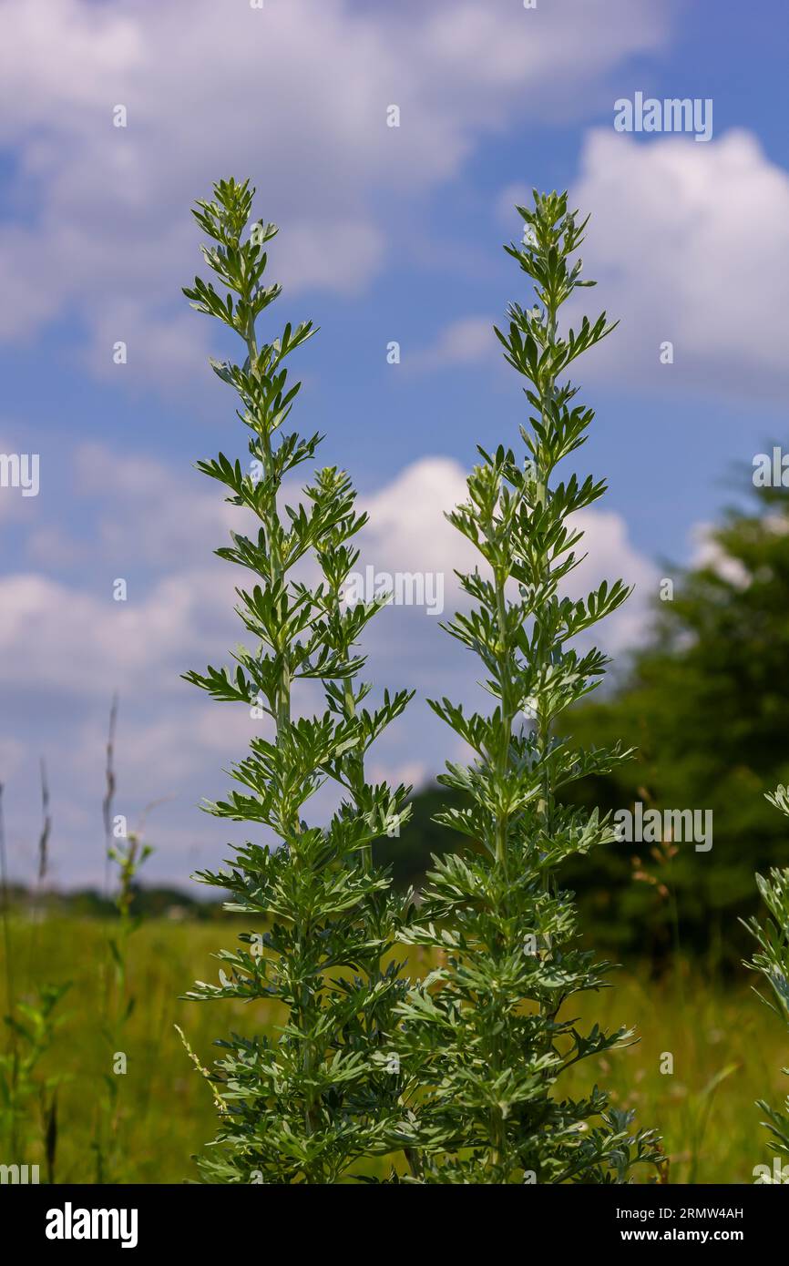 Silbergrüner Wermut hinterlässt Hintergrund. Artemisia absinthium, Absinth-Wermut-Pflanze im Kräuterküchengarten, Nahaufnahme, Makro. Stockfoto