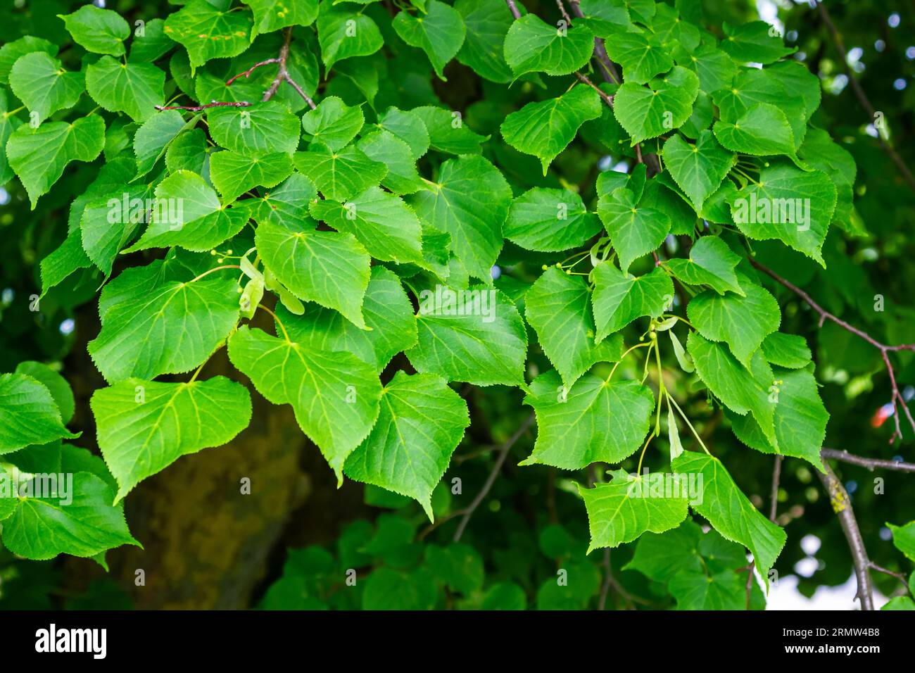 Tilia cordata-Blätter und -Früchte, die auf Baumzweigen wachsen. Stockfoto