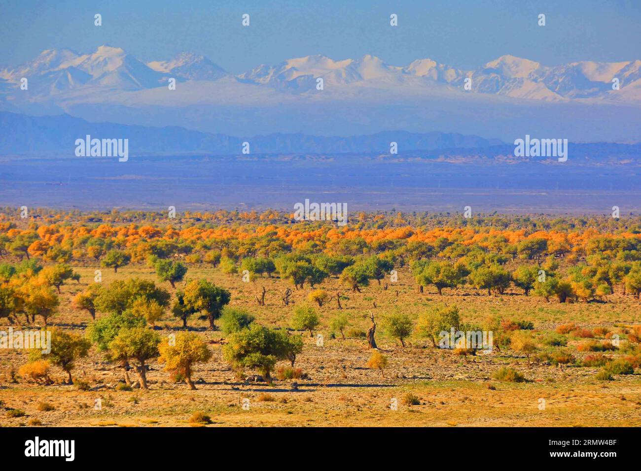 (141003) -- HAMI, 3. Oktober 2014 -- Foto aufgenommen am 1. Oktober 2014 zeigt die Landschaft des Pappelwaldes euphrates in Hami, nordwestlich der autonomen Region Xinjiang Uygur. ) (wf) CHINA-HERBSTLANDSCHAFT(CN) CaixZengle PUBLICATIONxNOTxINxCHN Hami OKT 3 2014 Foto aufgenommen AM OKT 1 2014 zeigt die Landschaft des Euphrat-Pappelwaldes im Hami Nordwesten Xinjiang Uygur Autonome Region WF China Herbstlandschaft CN PUBLICATIONxNOTxINxCHN Stockfoto