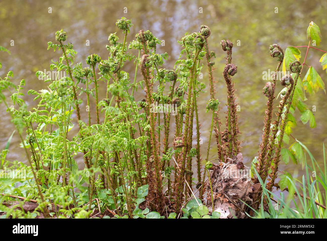 Junge Brotbuckler-Farne (Dryopteris dilatata) mit Keimblättern Stockfoto