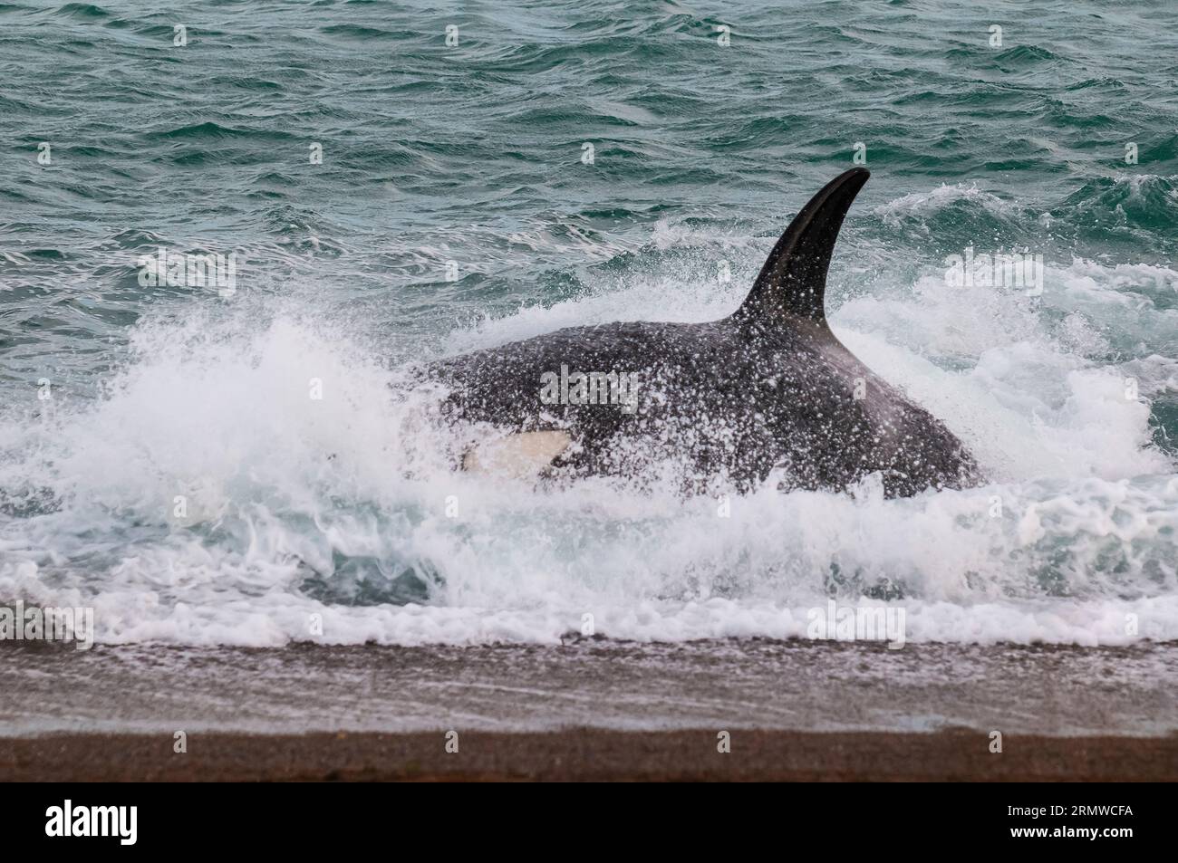 Killerwale, die Seelöwen jagen, auf der Halbinsel Valdes, Provinz Chubut, Patagonien, Argentinien. Stockfoto