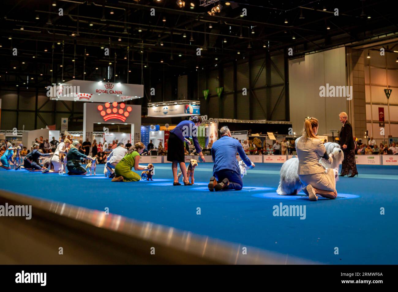 Genf, Kanton Genf, Schweiz - 27. August 2023: Hundeführer präsentiert Hund während der Welthundshow. Stockfoto