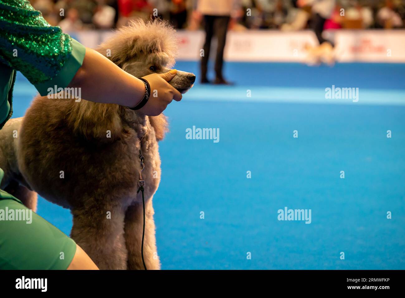Genf, Kanton Genf, Schweiz - 27. August 2023: Hundeführer präsentiert Hund während der Welthundshow. Stockfoto