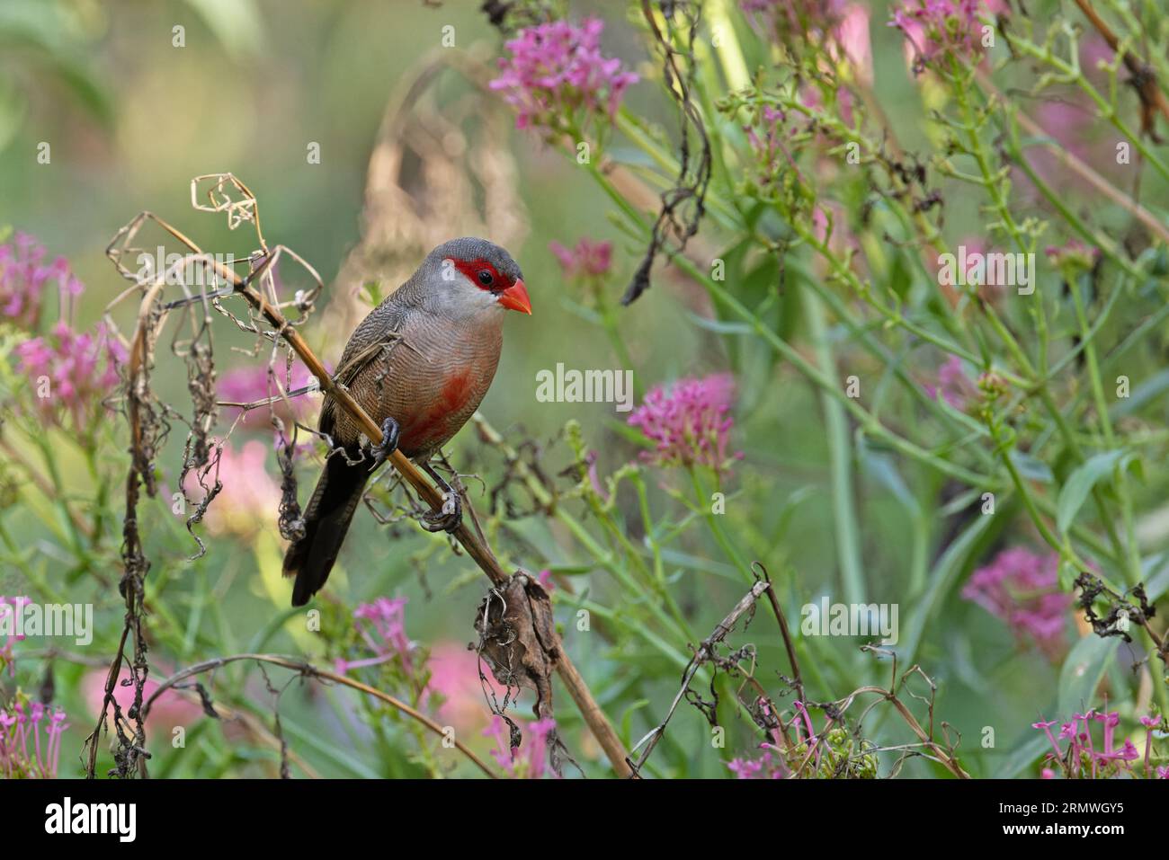 Waxbill (Estrilda astrild) Barcelona Spanien August 2023 Stockfoto