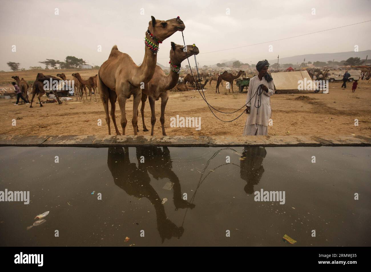 (141031) -- RAJASTHAN, 31. Oktober 2014 -- Ein Mann bewässert seine Kamele auf der Kamelmesse in Pushkar von Rajasthan, Indien, am 31. Oktober 2014. Tausende von Viehhändlern kommen zum jährlichen traditionellen Kamelmarkt, auf dem hauptsächlich Kamele gehandelt werden. Diese Messe ist eine der größten Kamelmessen der Welt. ) INDIEN-RAJASTHAN-PUSHKAR-KAMELMESSE ZhengxHuansong PUBLICATIONxNOTxINxCHN Rajasthan OCT 31 2014 ein Mann bewässert seine Kamele AUF der Kamelmesse in Pushkar von RAJASTHAN Indien AM OCT 31 2014 kommen Tausende Viehhändler zur jährlichen traditionellen Kamelmesse, AUF der hauptsächlich Kamele gehandelt werden Stockfoto