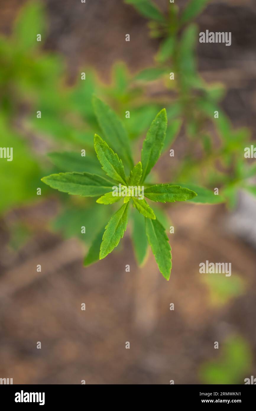 Saftiges grünes Blatt blühender Pflanzen in nährstoffreichem Boden. Stockfoto