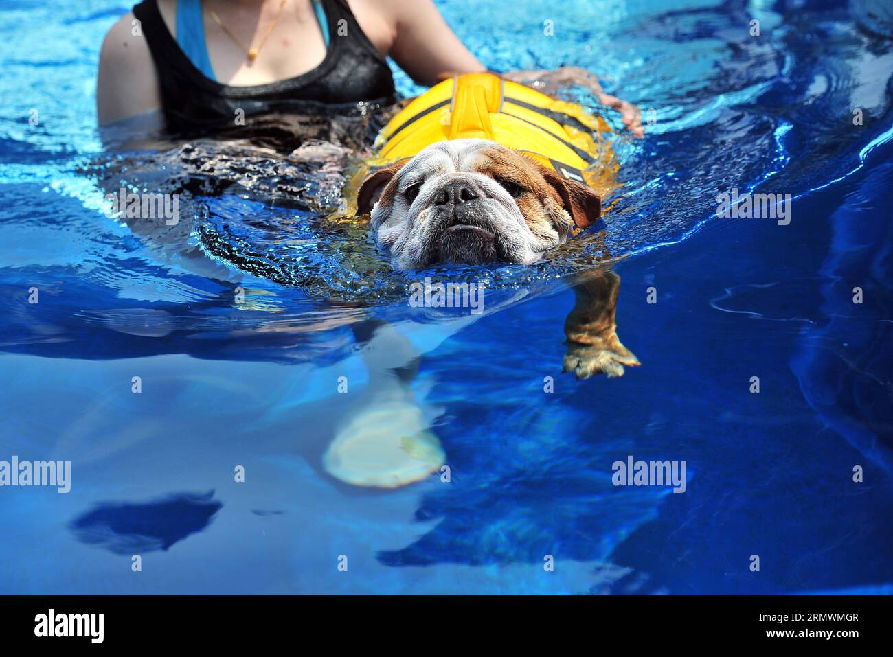 AKTUELLES ZEITGESCHEHEN Luxushotel für Tiere in Singapur (141104) -- SINGAPUR, 4. Nov. 2014 -- Ein Hund schwimmt am 4. Nov. 2014 im Schwimmbad des Luxus-Tierhotels in Singapurs Dempsey Hill. Die Medienvorschau von Singapurs erstem Luxus-Tierhotel fand am Dienstag statt. In diesem Hotel können Haustiere nicht nur königliche Suiten, sondern auch SPA, Friseur, Schwimmen und Limousinenservice genießen. ) (lmz) SINGAPUR-LUXUS PET HOTEL ThenxChihxWey PUBLICATIONxNOTxINxCHN News aktuelle Veranstaltungen Luxus Hotel für Tiere in Singapur Singapur 4. November 2014 ein Hund schwimmt im Schwimmbad des Luxus PET Hotels in Stockfoto