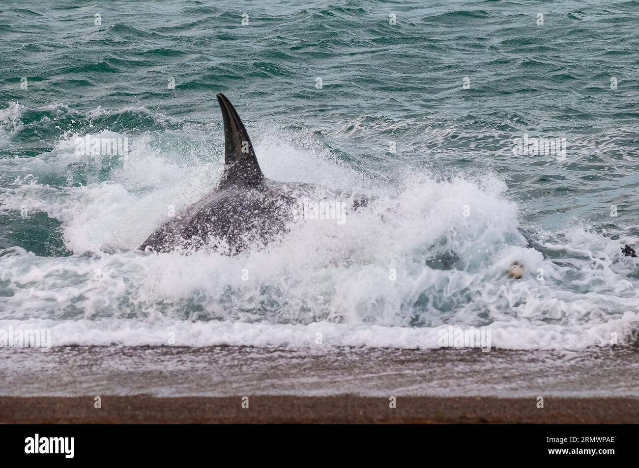 Killerwale, die Seelöwen jagen, auf der Halbinsel Valdes, Provinz Chubut, Patagonien, Argentinien. Stockfoto