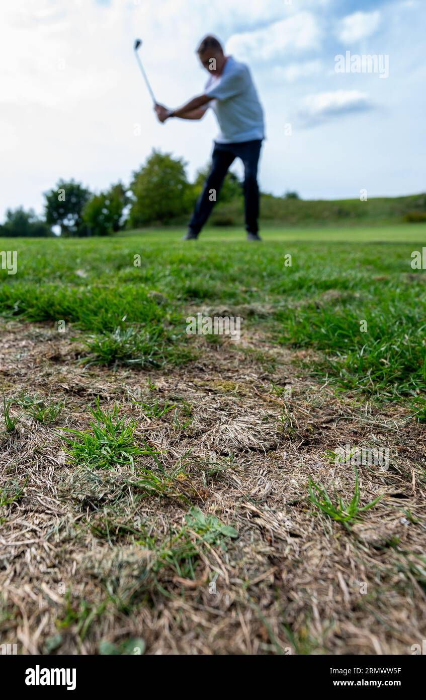 PRODUKTION - 24. August 2023, Niedersachsen, Adendorf: Ausgetrocknete Grasflächen sind auf einem Golfplatz zu sehen. Das Image der Golfer und ihrer Vereine ist voller Vorurteile: Zu elitär und nicht sehr umweltfreundlich. Ist die Bewässerung der langen Gänge in Zeiten von Wasserknappheit immer noch gerechtfertigt? (Zu dpa "zu wenig Regen: Golfplätze basteln an Bewässerungskonzepten") Foto: Philipp Schulze/dpa Stockfoto