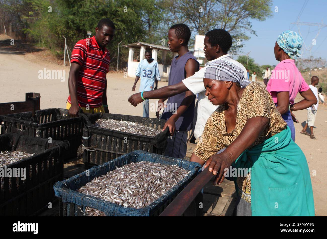 (141116) -- KARIBA, 16. November 2014 -- Einheimische laden Kapentafisch in Körbe in der Nähe eines Fischmarktes in Kariba, einer Seestadt etwa 364 km nordwestlich von Harare, der Hauptstadt Simbabwes, 15. November 2014. Die Fischerei ist die wichtigste Industrie in Kariba, Afrikas größtem künstlichen See, der von Simbabwe und Zamba geteilt wird und eine Vielzahl von Brassen, Kapenta und Tigerfischen beherbergt. ) (lmz) ZIMBABWE-KARIBA-FISHING Stringer PUBLICATIONxNOTxINxCHN Kariba Nov 16 2014 Einheimische laden Fisch in Korben in der Nähe eines Fischereimarktes in Kariba, einer Seestadt im Nordwesten von Harare, Hauptstadt von Simbabwe 15. November 2014 Fischerei IST die Hauptindustrie i Stockfoto