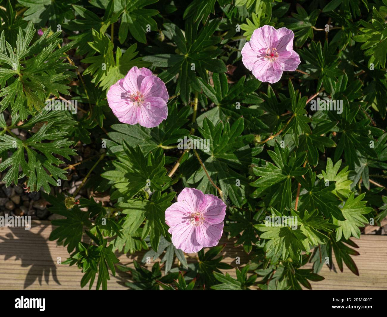 Eine kleine Gruppe von Blumen aus Geranium sanguineum „Vision Pink“, die eine attraktive Bodenbedeckung bilden Stockfoto