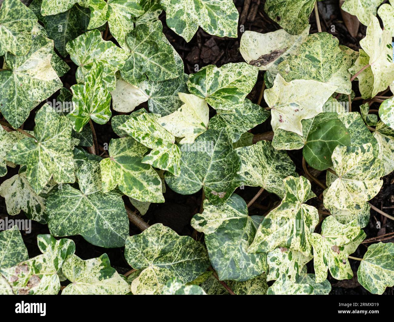 Die grün-weiß melierten Blätter von Hedera hibernica „Rona“ bilden ein helles Stück Schatten spendenden Bodens Stockfoto