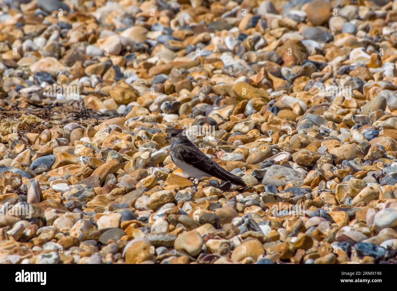 Sand martin ist die kleinste europäische Hirundine, die auf Kieselsteinen am Strand ruht Stockfoto