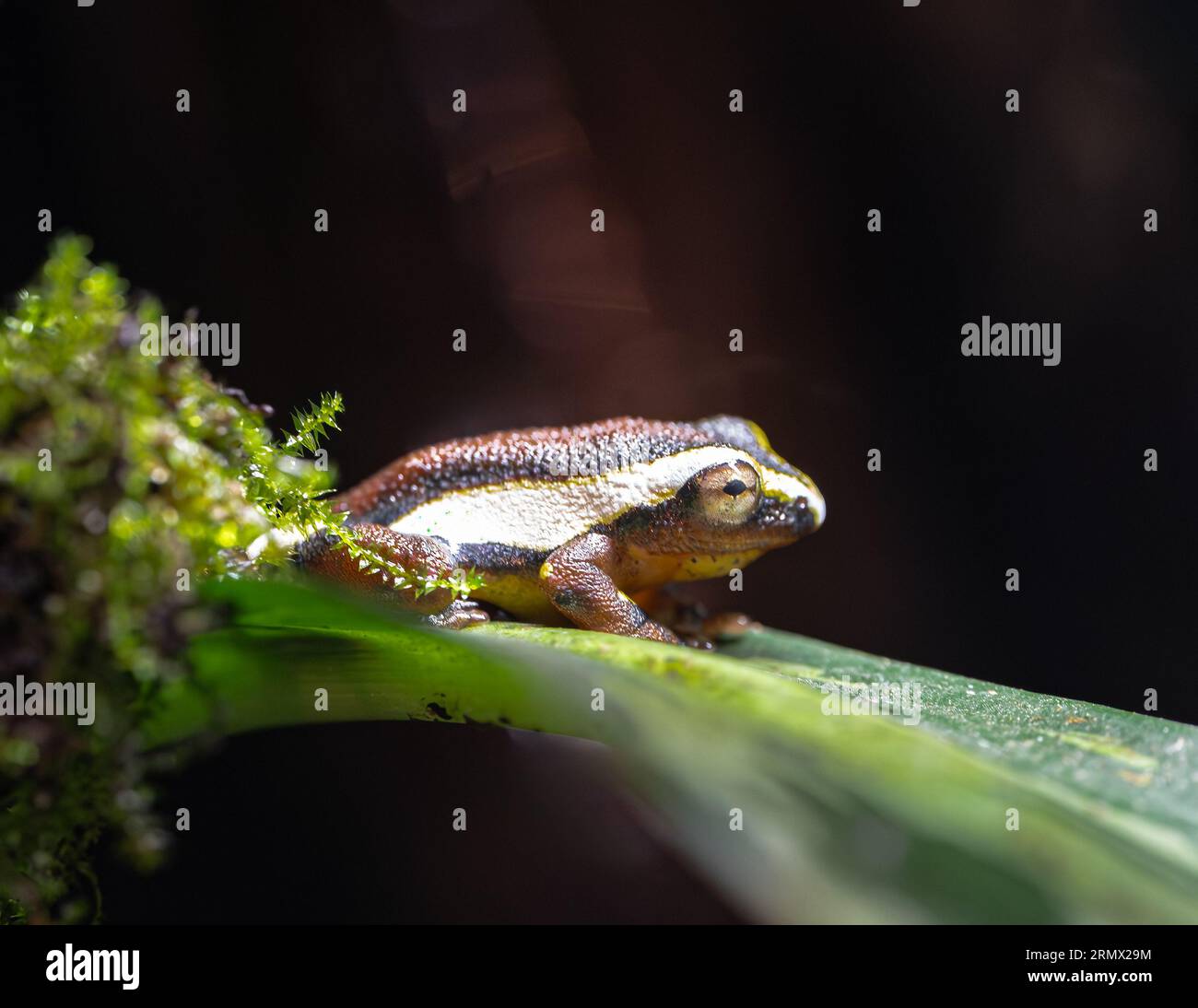 Mitchell’s Reed Frog (Hyperolius mitchelli) Stockfoto